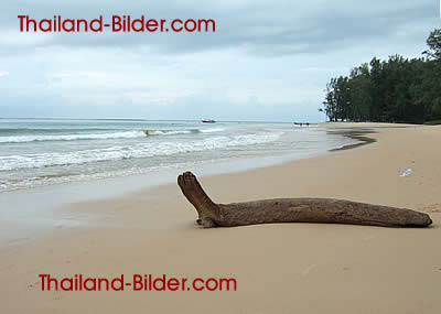 Holzstamm angetrieben, Treibholz am Strand von Phuket